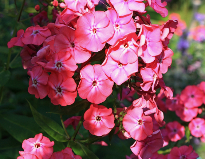 Flox metlinatý Flame  ’Watermelon’
