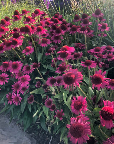 Echinacea ´Delicious Candy´