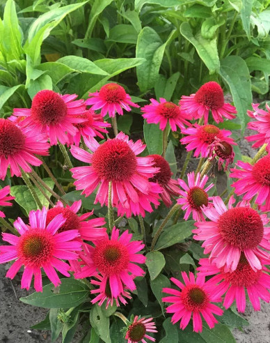 Echinacea ´Delicious Candy´