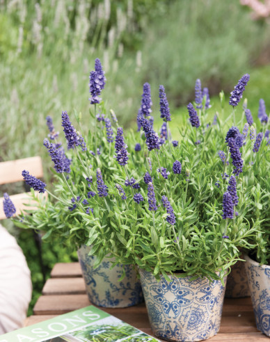 Levanduľa ‘Super Blue’