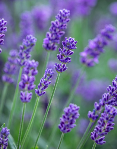 Levanduľa ‘Super Blue’