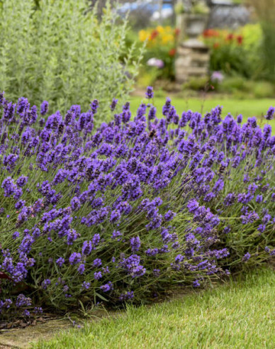 Levanduľa ‘Super Blue’