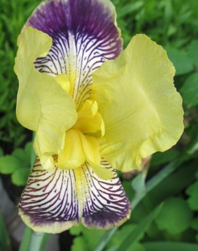 Kosatec nemecký  ´Nibelungen´