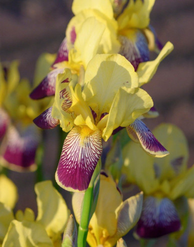 Kosatec nemecký  ´Nibelungen´