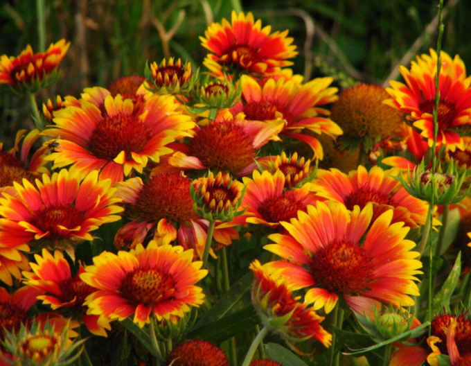 Kokarda ’African Sunset’