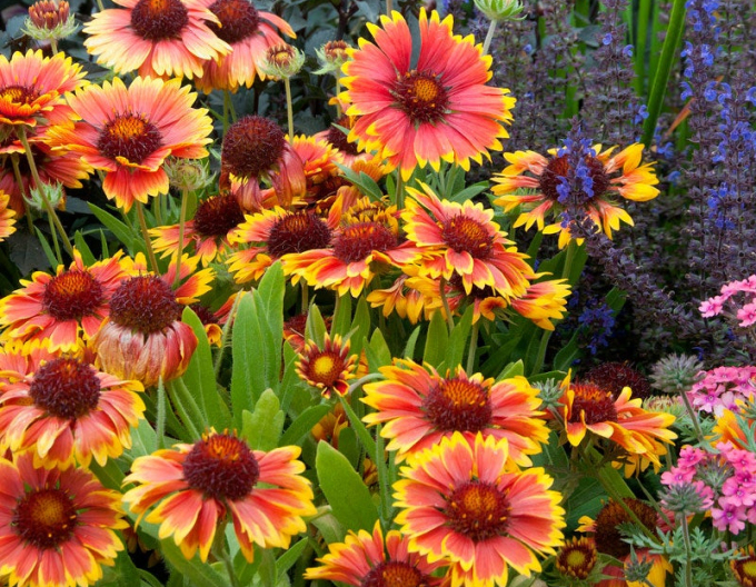 Kokarda ’African Sunset’