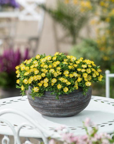 Delosperma ’Ice Cream Yellow´
