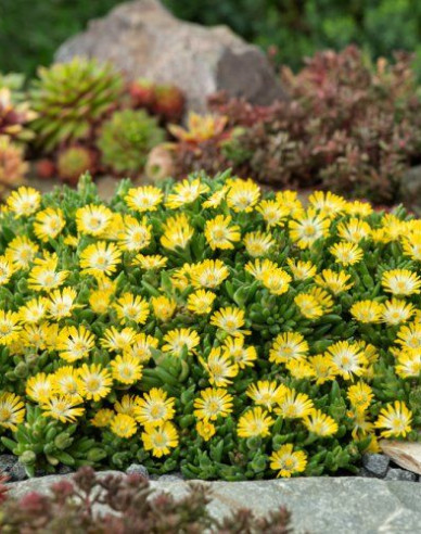 Delosperma ’Ice Cream Yellow´