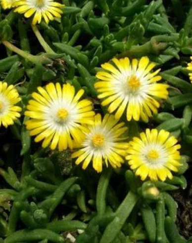 Delosperma ’Ice Cream Yellow´