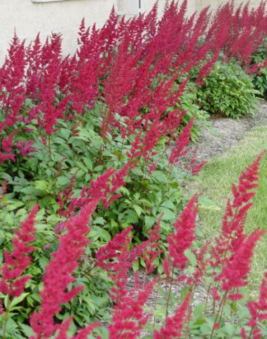 Astilba ´Fanal´