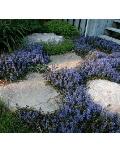 Zbehovec plazivý ´Chocolate Chip´