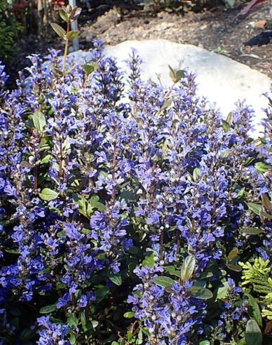 Zbehovec plazivý ´Chocolate Chip´