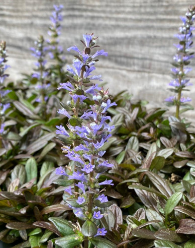 Zbehovec plazivý ´Chocolate Chip´