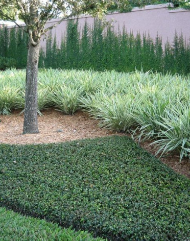 Liriopa modrincová ´Monroe White´