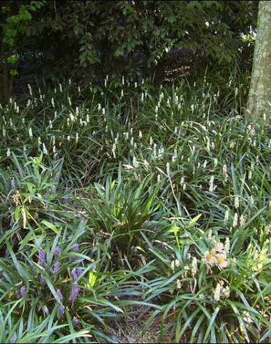 Liriopa modrincová ´Monroe White´