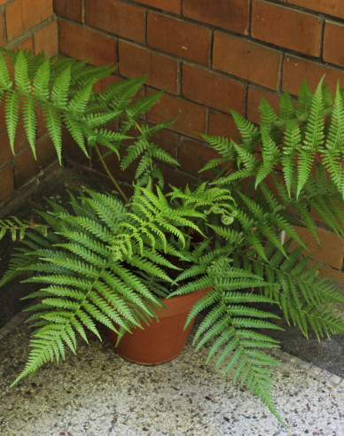 Diksónia Antarktica - Stromová papraď