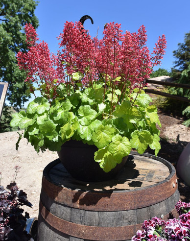 Heuchera  ´Little Cutie Sweet Tart´