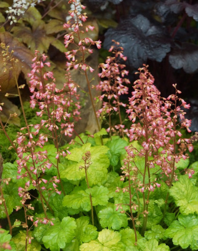 Heuchera  ´Little Cutie Sweet Tart´