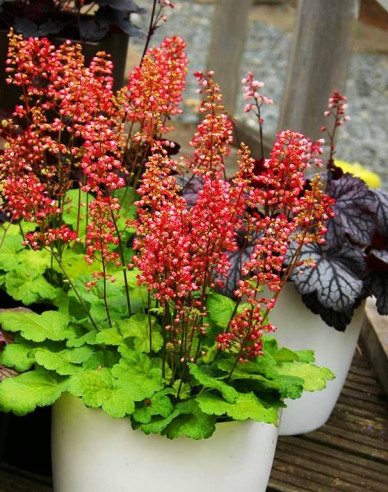Heuchera  ´Little Cutie Sweet Tart´