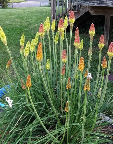 Fakľovka ´Flamenco´