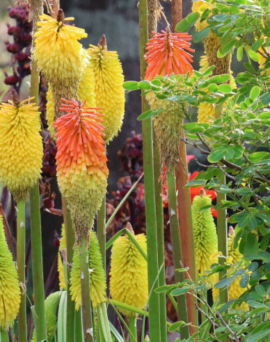 Fakľovka ´Flamenco´