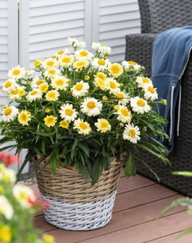 Margaréta veľkoúborová ´Sweet Daisy Rebecca´