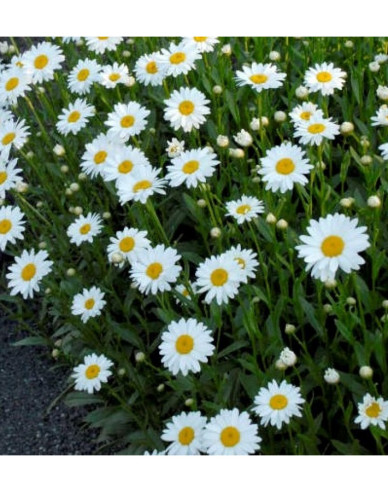 Margaréta veľkoúborová ´Sweet Daisy Rebecca´