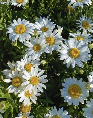 Margaréta veľkoúborová ´Sweet Daisy Rebecca´