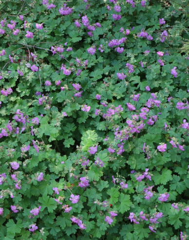 Pakosť kantabrijský ´Cambridge´