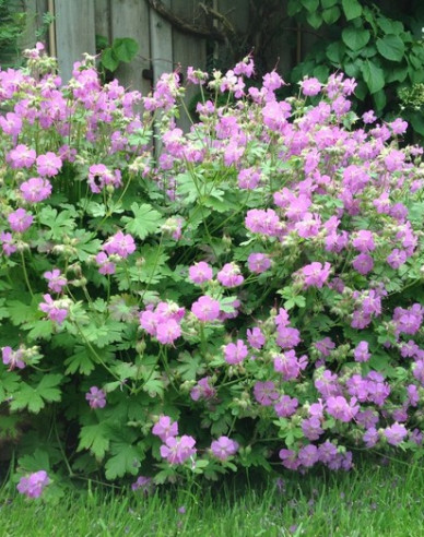 Pakosť kantabrijský ´Cambridge´