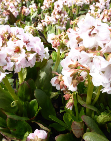 Bergenia ´Dragonfly Angel Kiss´