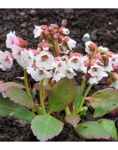 Bergenia ´Dragonfly Angel Kiss´
