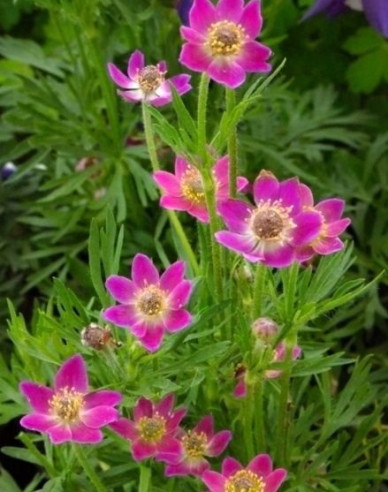 Veternica ´Annabella Deep Rose´