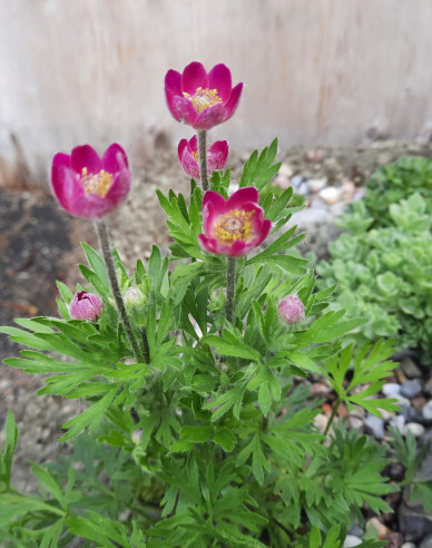 Veternica ´Annabella Deep Rose´