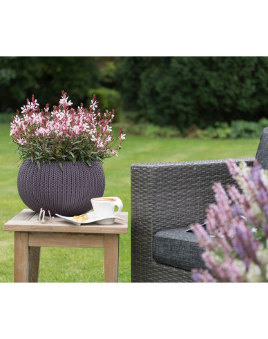 Gaura ’Graceful Pink’