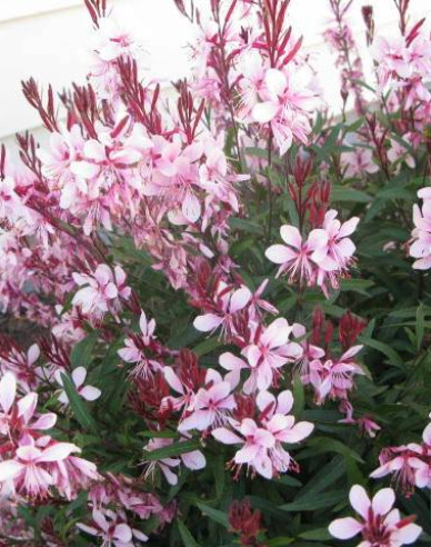 Gaura ’Graceful Pink’
