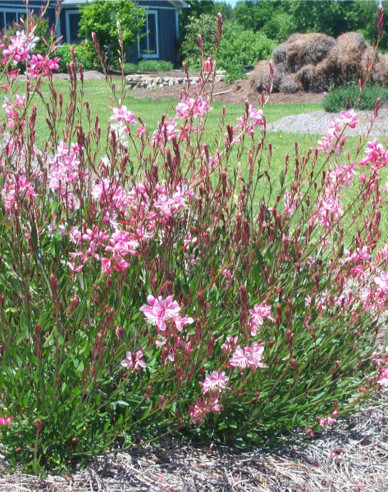 Gaura ’Graceful Pink’