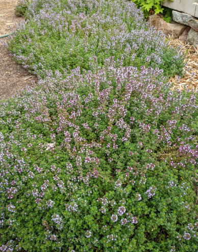 Tymián obyčajný ´Precompa´