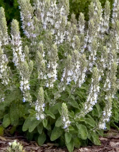 Šalvia hájna ´Synchro White´