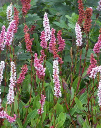 Horčiak ´Darjeeling Red´