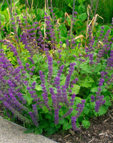 Šalvia ´Purple Rain´
