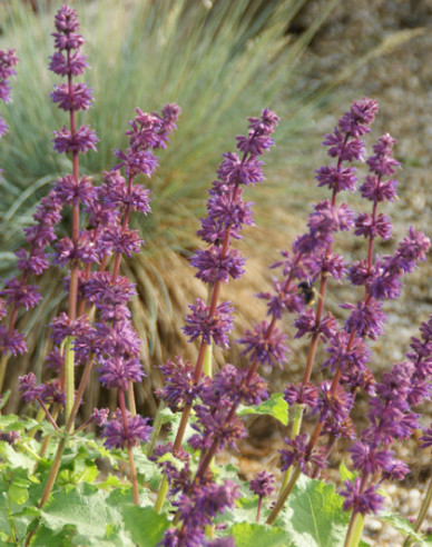 Šalvia ´Purple Rain´