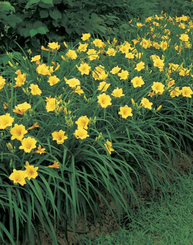 Ľaliovka ´Stella ´d´Oro´