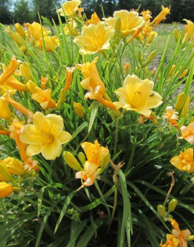 Ľaliovka ´Stella ´d´Oro´