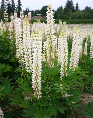 Lupína ’ White Shades’