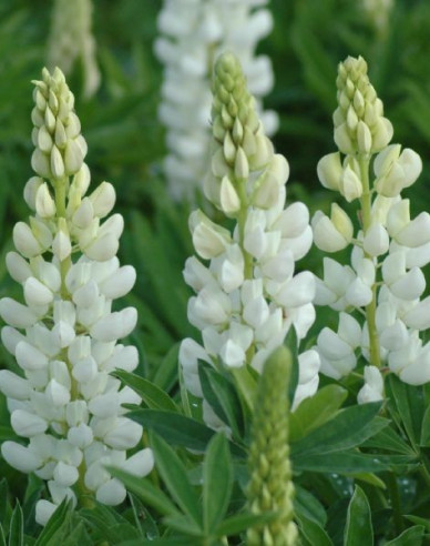 Lupína ’ White Shades’