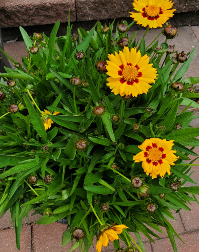 Kráska veľkoúborová ´Sunfire´