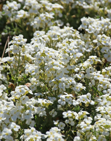 Arábka kaukazská ´Little Treasure White´