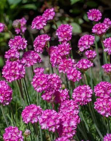 Trávnička "Armada Rose"