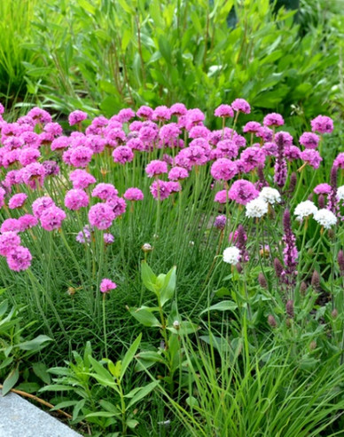 Trávnička "Armada Rose"